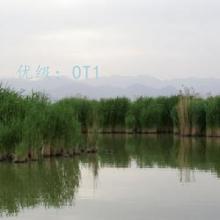 ά
