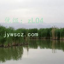 赸